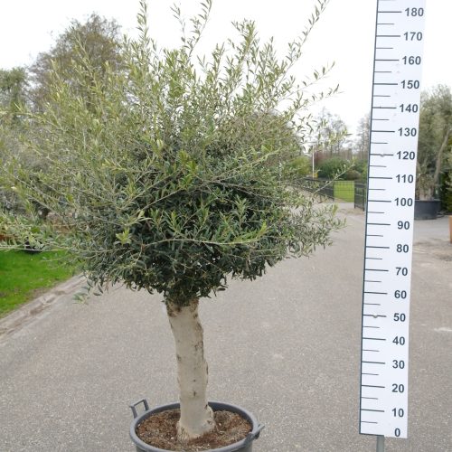 Olijfboom Olea Europea