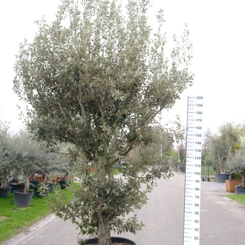 Quercus ilex