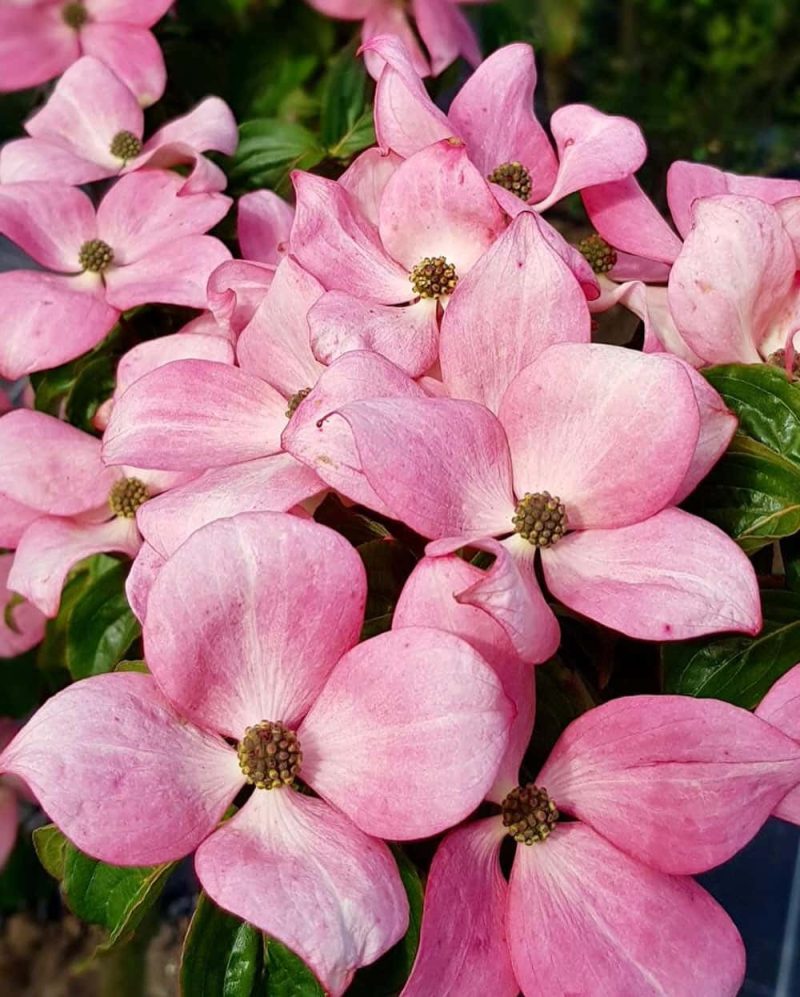 Cornus Kousa 'Satomi'