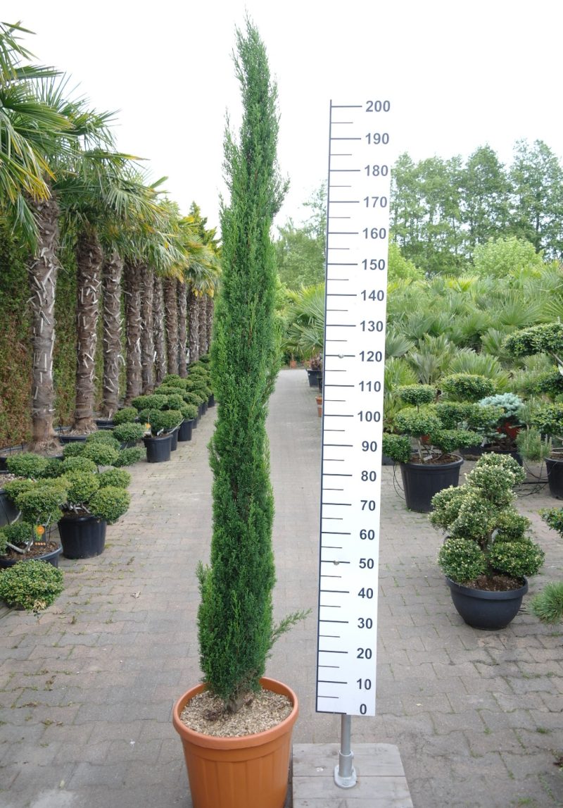 Cupressus Sempervirens 'Totem' - Italiaanse Cipres 220-240 cm