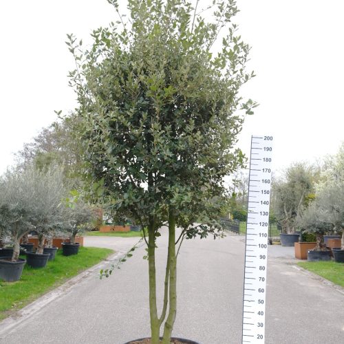 Quercus ilex meerstammig