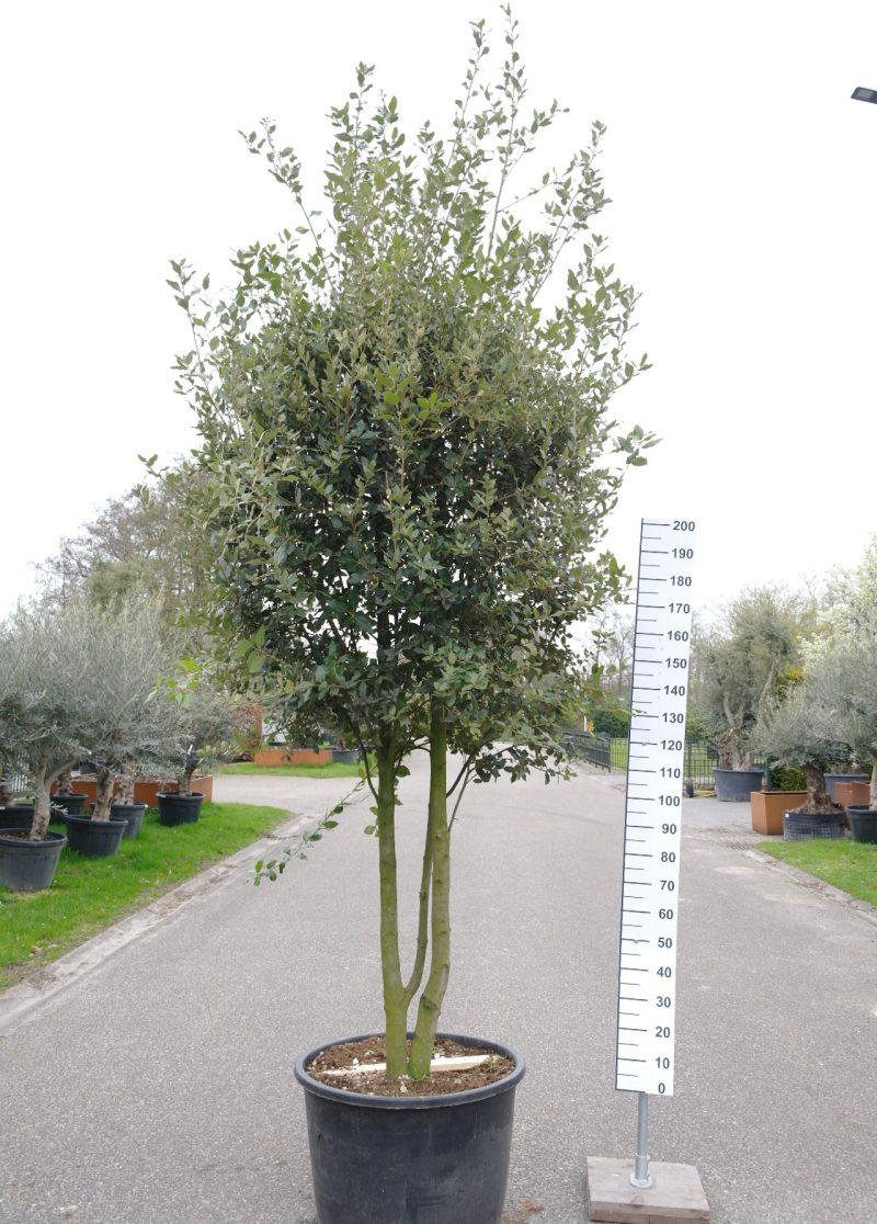 Quercus ilex meerstammig