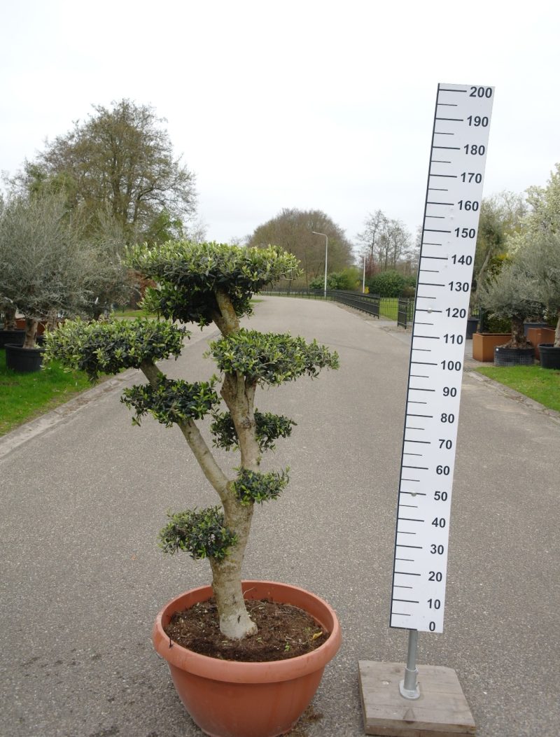 Olijfboom Olea Europea bonsai
