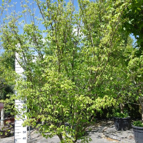 Cornus Kousa 'China Girl' 320-340 cm hoog