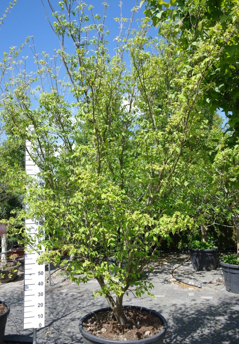 Cornus Kousa 'China Girl' 320-340 cm hoog