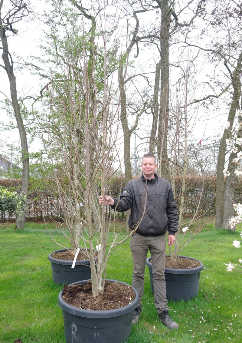 Magnolia Soulangeana