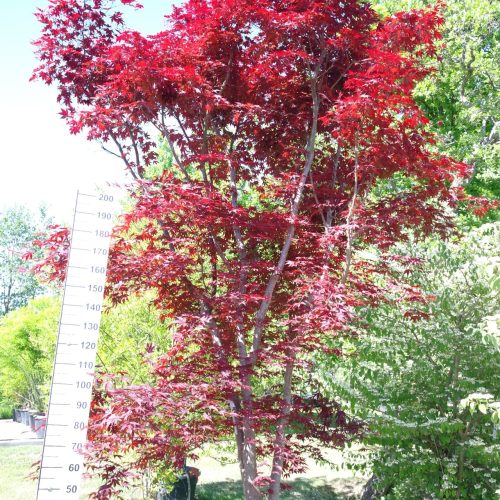 Acer palmatum 'Fireglow' 330-350 cm