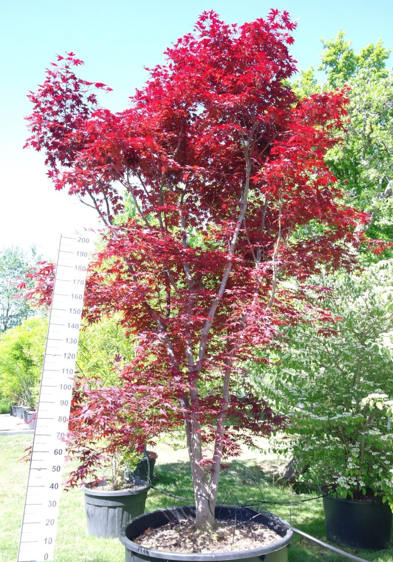 Acer palmatum 'Fireglow' 330-350 cm
