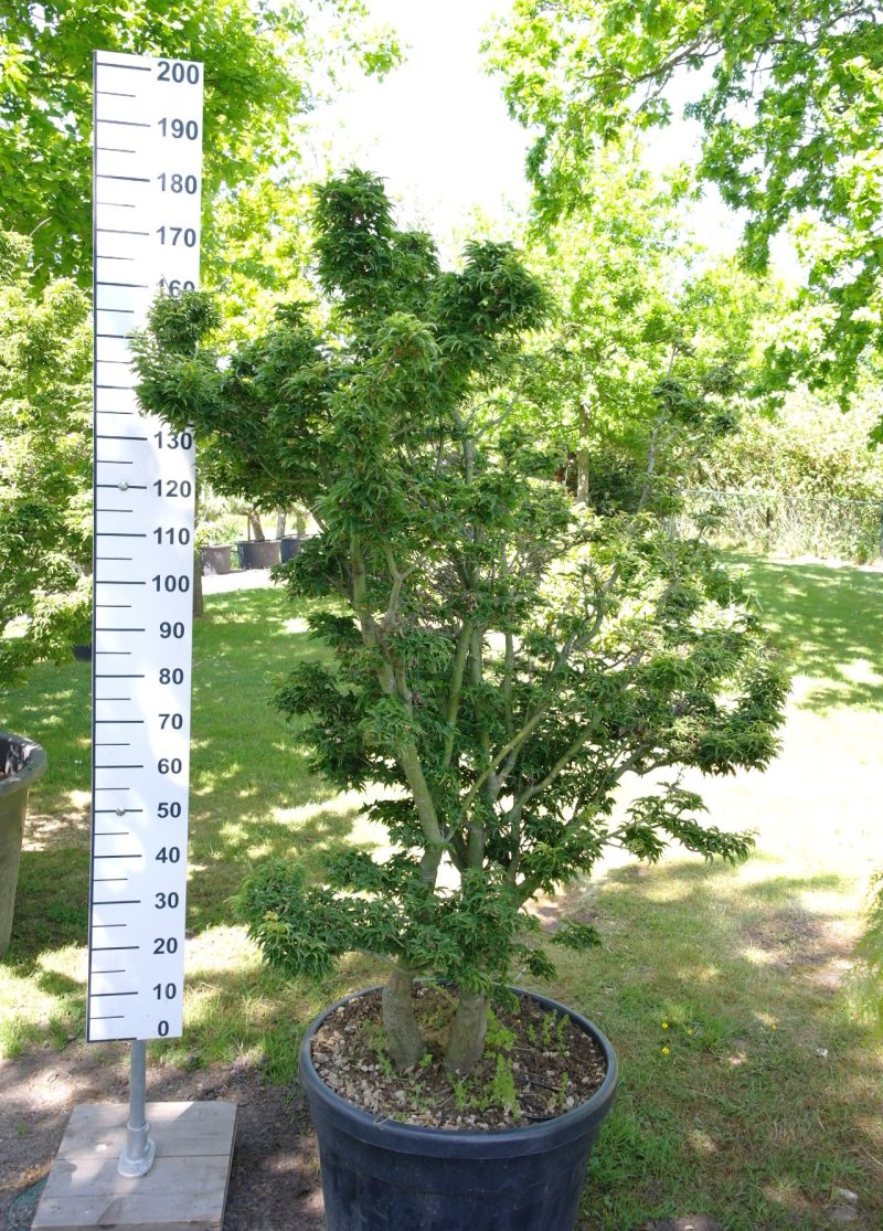Acer Palmatum 'Shishigashira' 160-180 cm