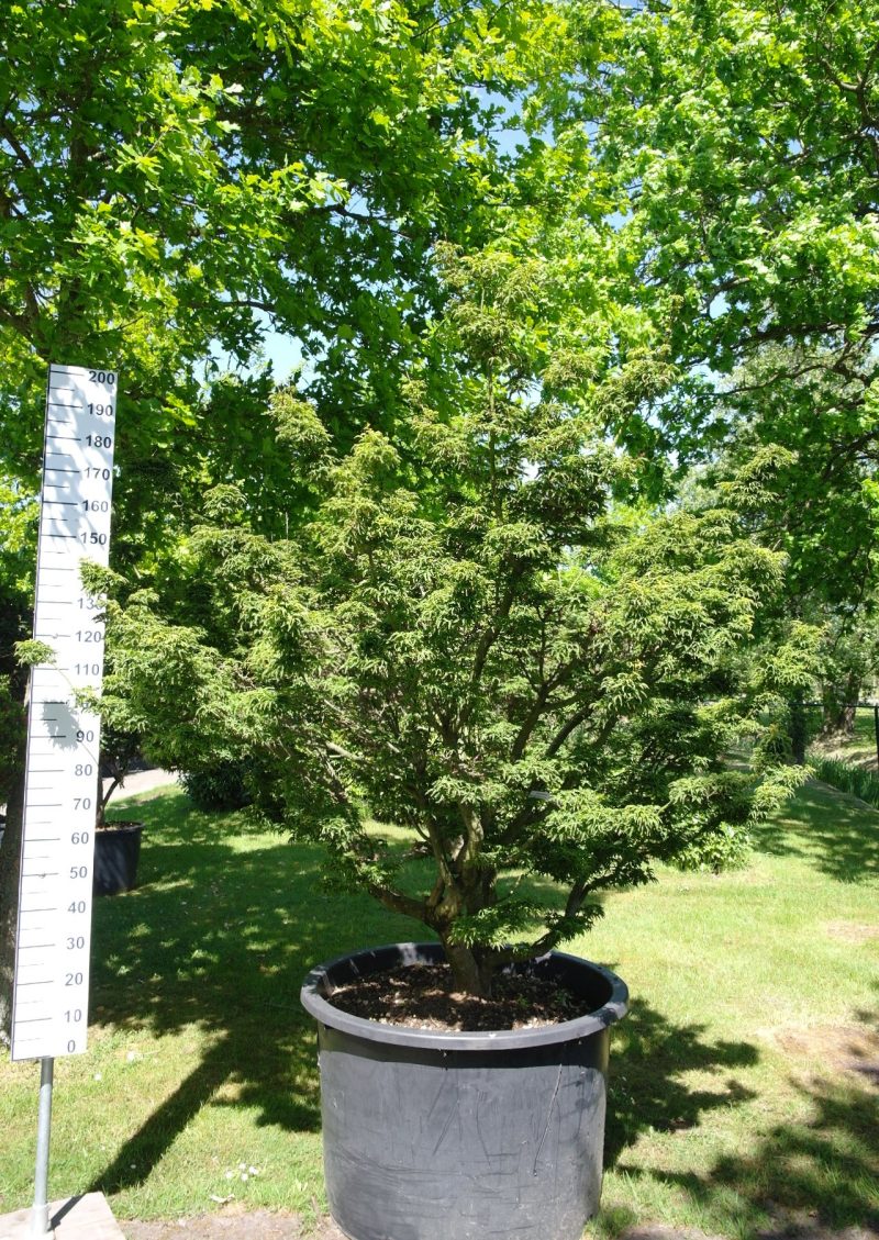 Acer Palmatum 'Shishigashira' 200 cm