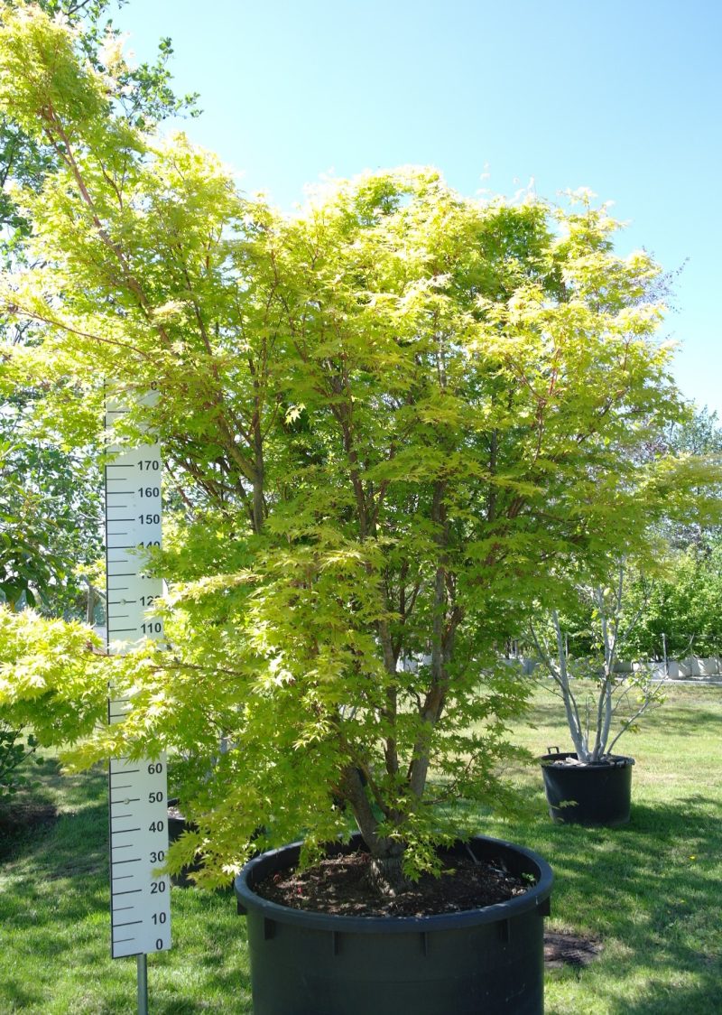 Acer Palmatum 'Sangokaku'