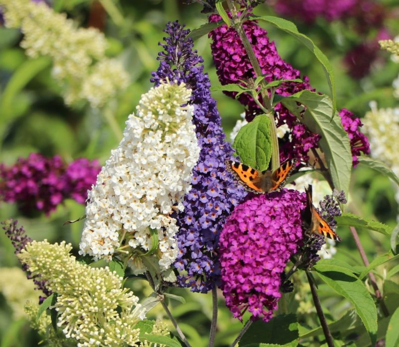 Buddleja davidii 'Tricolor'