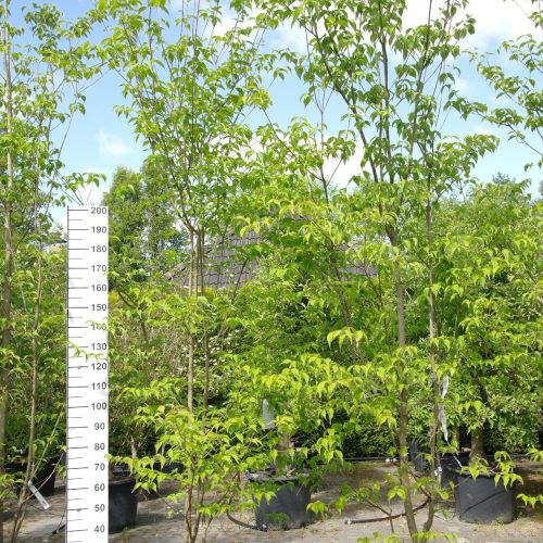 Cornus 'Rutban' (Aurora) - Kornoelje Aurora 300 cm