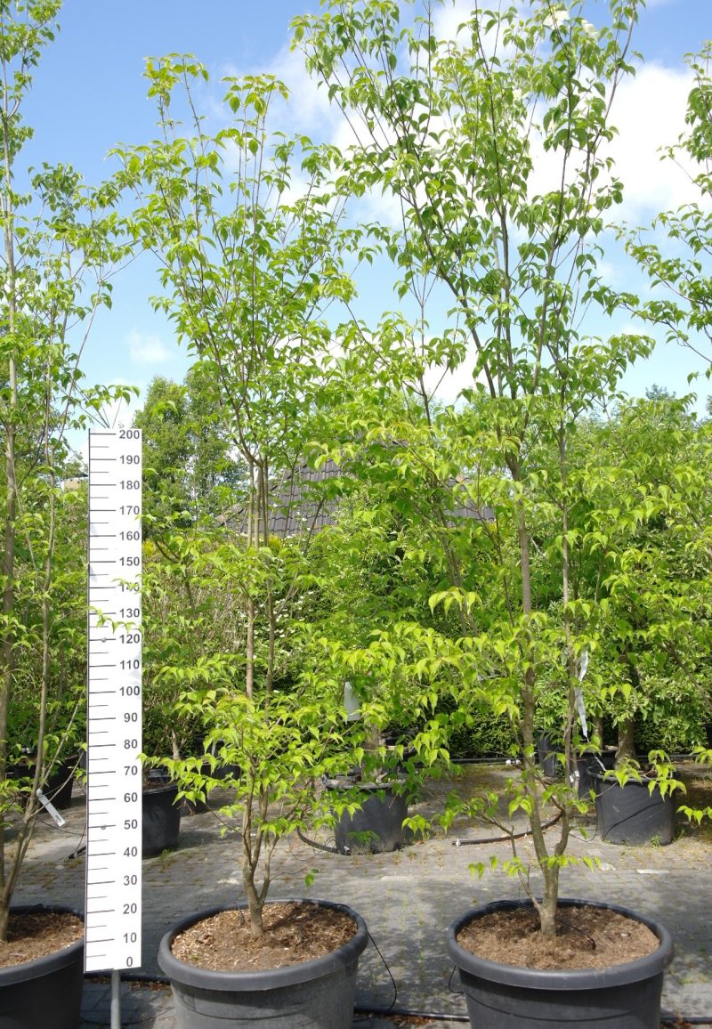 Cornus 'Rutban' (Aurora) - Kornoelje Aurora 300 cm