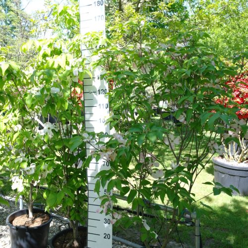 Cornus Florida 'Rubra' - Amerikaanse Kornoelje 160-180 cm
