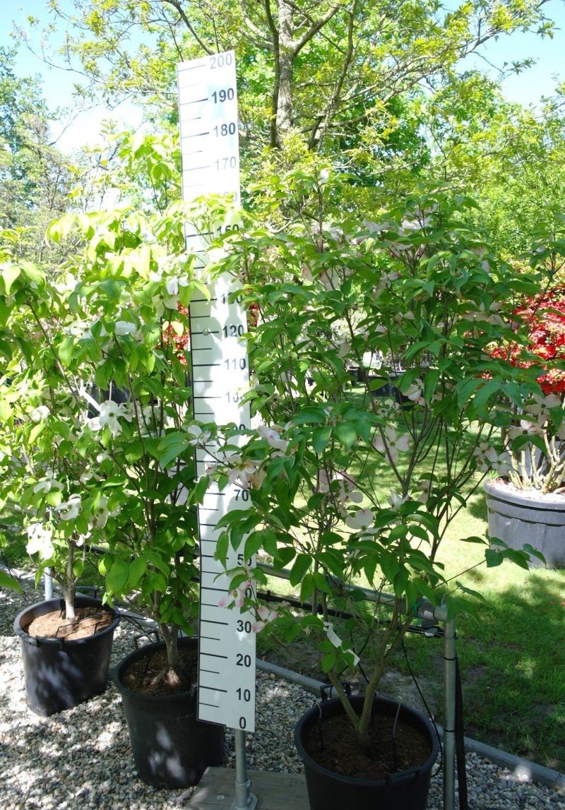 Cornus Florida 'Rubra' - Amerikaanse Kornoelje 160-180 cm