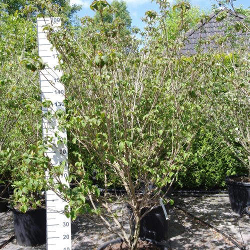 Cornus Kousa 'Milky Way' - Kornoelje 200-220 cm