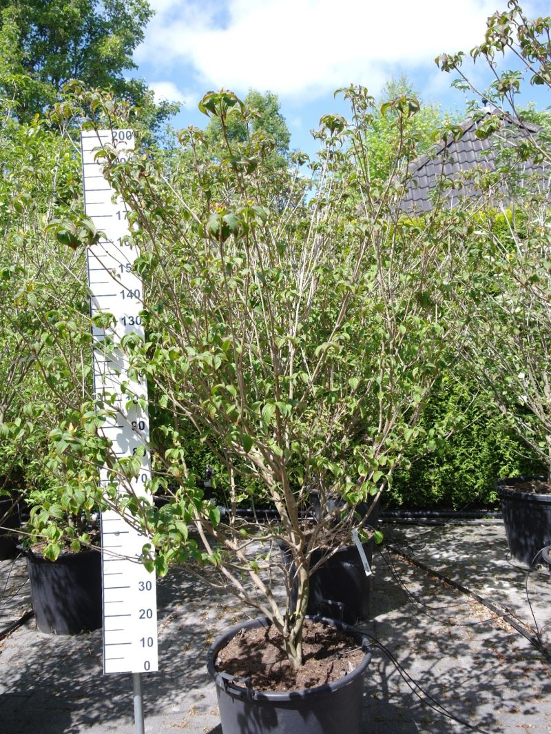 Cornus Kousa 'Milky Way' - Kornoelje 200-220 cm