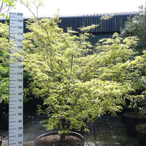 Cornus Kousa 'Peve Limbo' - Japanse grootbloemige kornoelje 200-220 cm