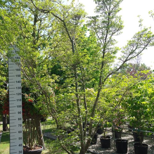 Cornus Kousa 'Milky Way' - Kornoelje 300 cm