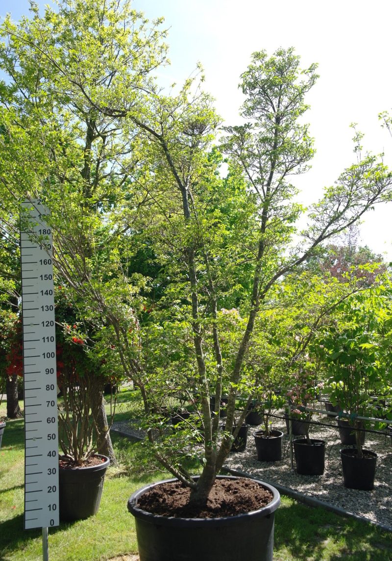 Cornus Kousa 'Milky Way' - Kornoelje 300 cm