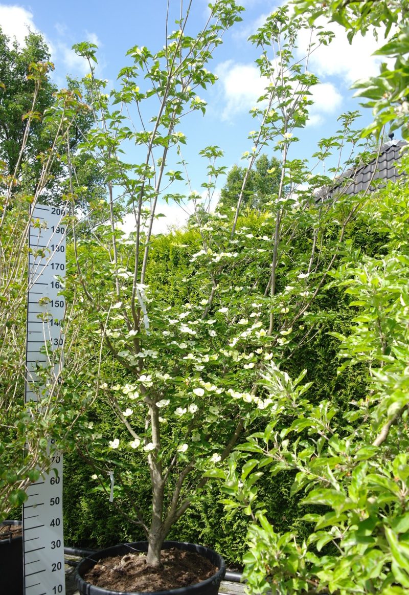 Cornus Nuttallii - Grootbloemige Kornoelje 320-340 cm