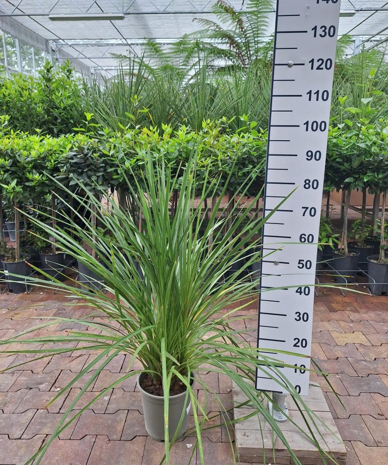 Cordyline Indivisa - Koolpalm