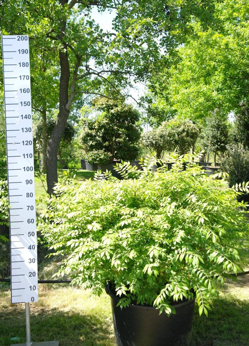 Euonymus Alatus 100-120 cm