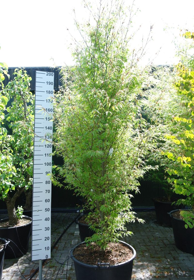 Fagus syl. 'Asplenifolia' - Varenbeuk 280 cm