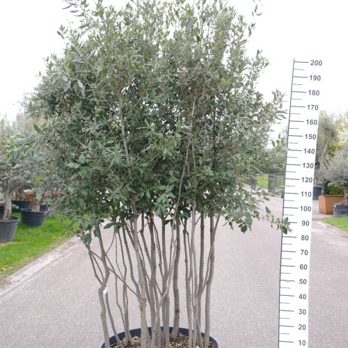 Quercus ilex meerstammig