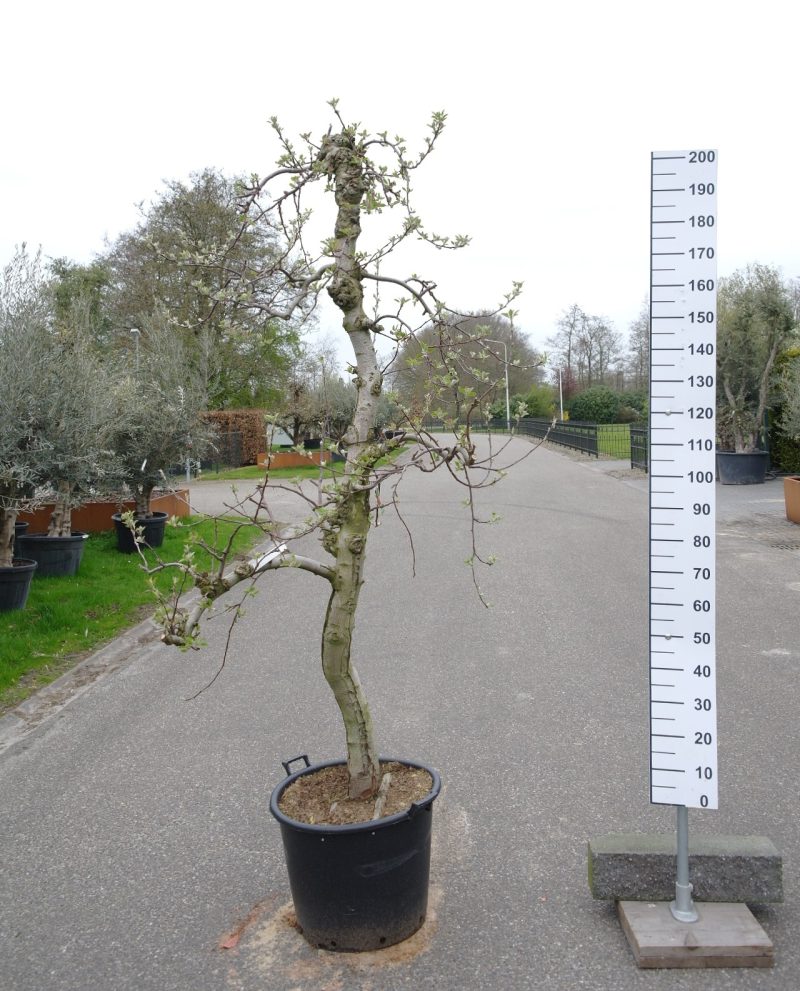 Malus 'Braeburn'