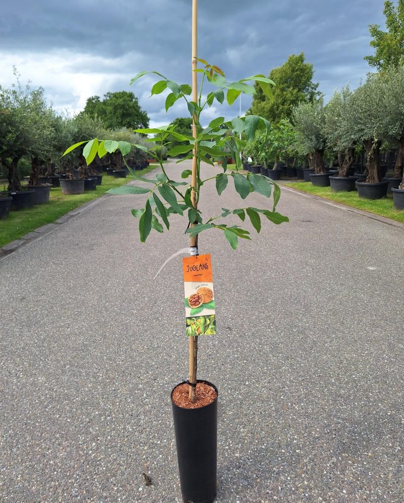 Juglans Regia 'Fernor' - walnoot