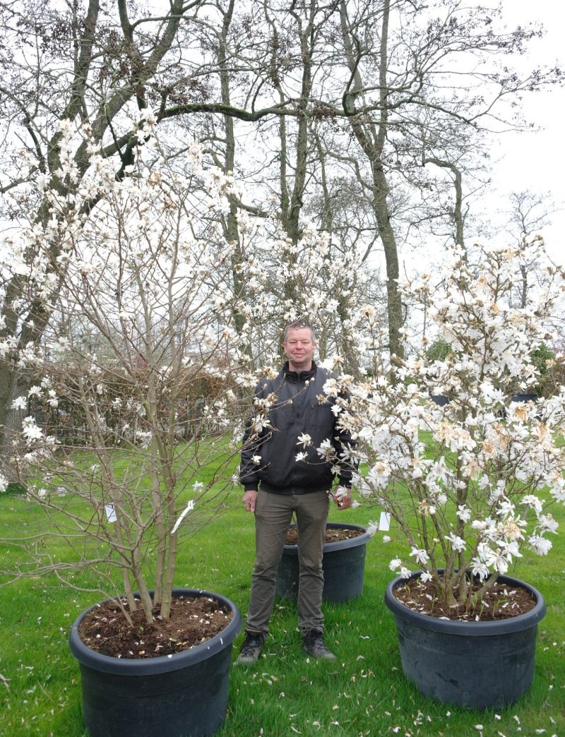 Magnolia Stellata