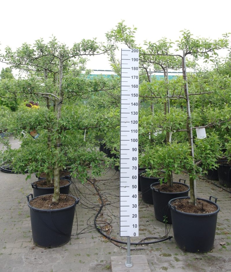 Malus domestica 'Elstar' Lei Appelboom
