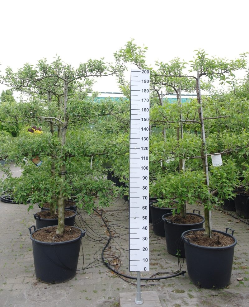 Malus domestica 'Golden Delicious' Lei appelboom
