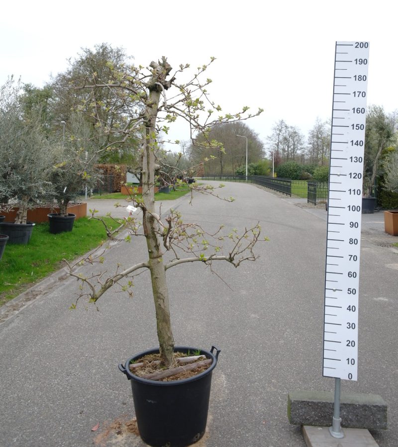 Malus domestica 'Pinova'