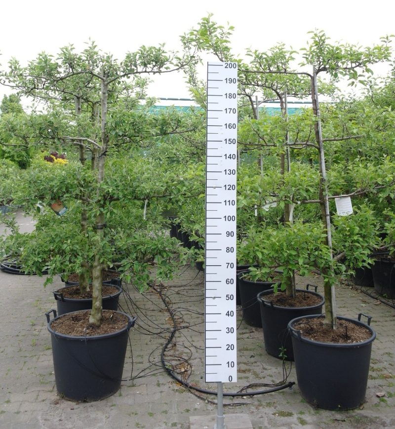 Malus domestica 'Reine des Reinettes' Lei Appelboom