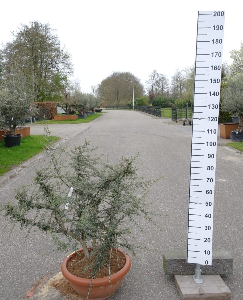 Wilde Olijfboom - Olea Acebuche
