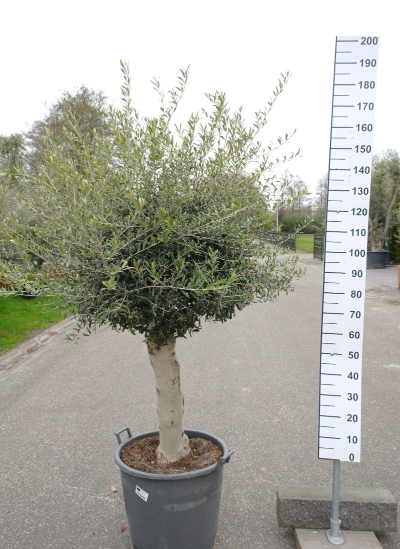 Olijfboom Olea Europea