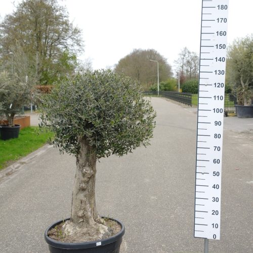 Olijfboom - Olea Europea