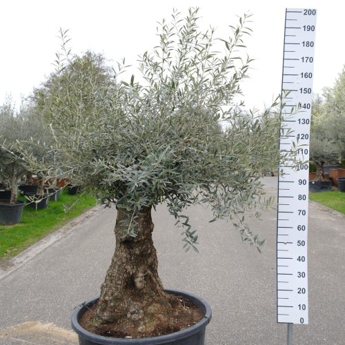 Olijfboom - Olea Europea Bonsai