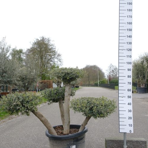 Olijfboom - Olea Europea Bonsai