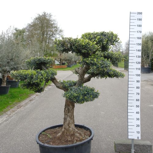 Olijfboom - Olea Europaea Pompom