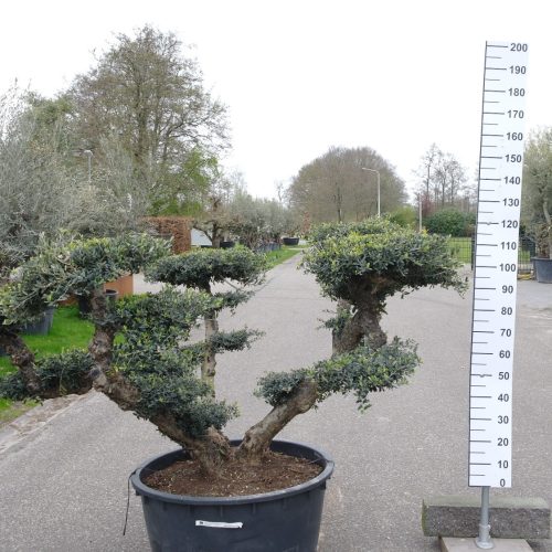 Olijfboom - Olea Europaea Pompom