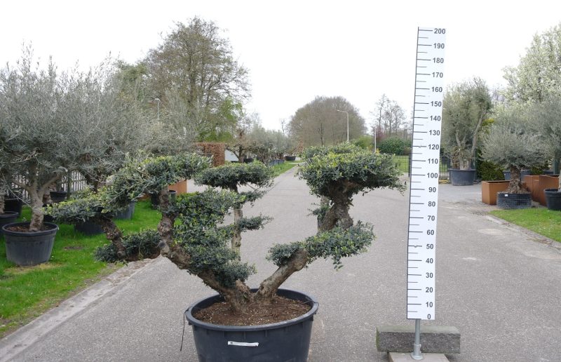 Olijfboom - Olea Europaea Pompom