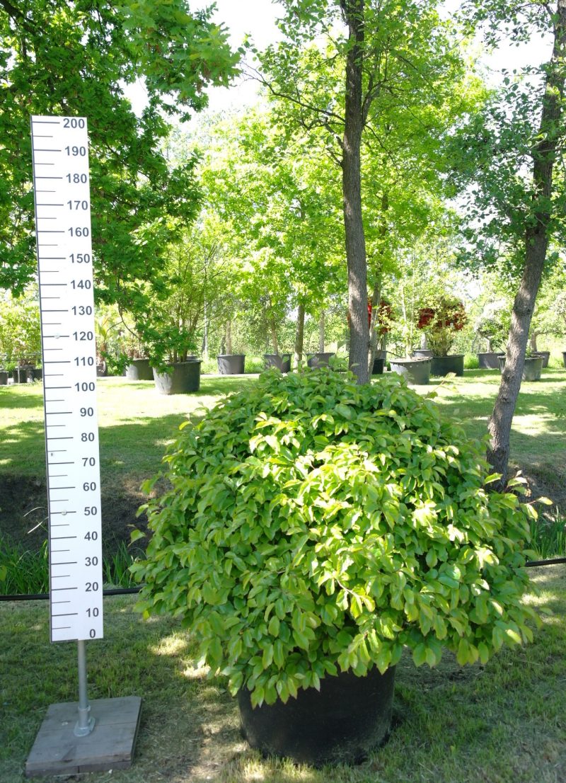 Parrotia Persica