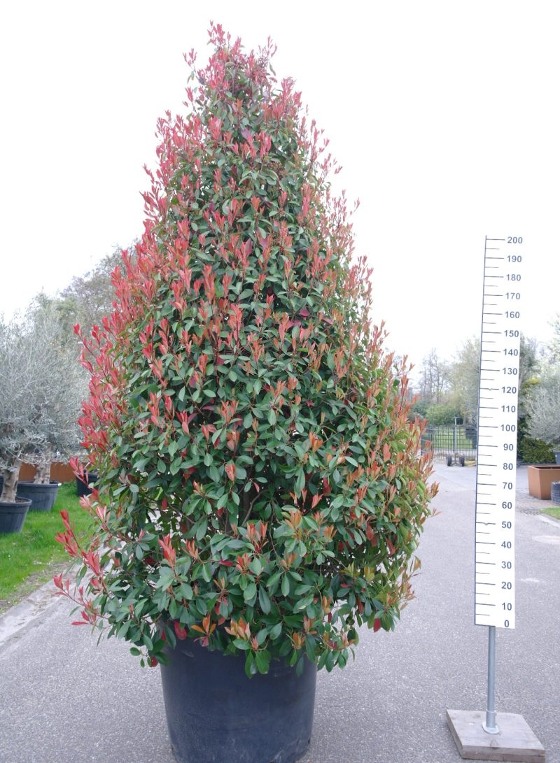 Photinia Red Robin piramide