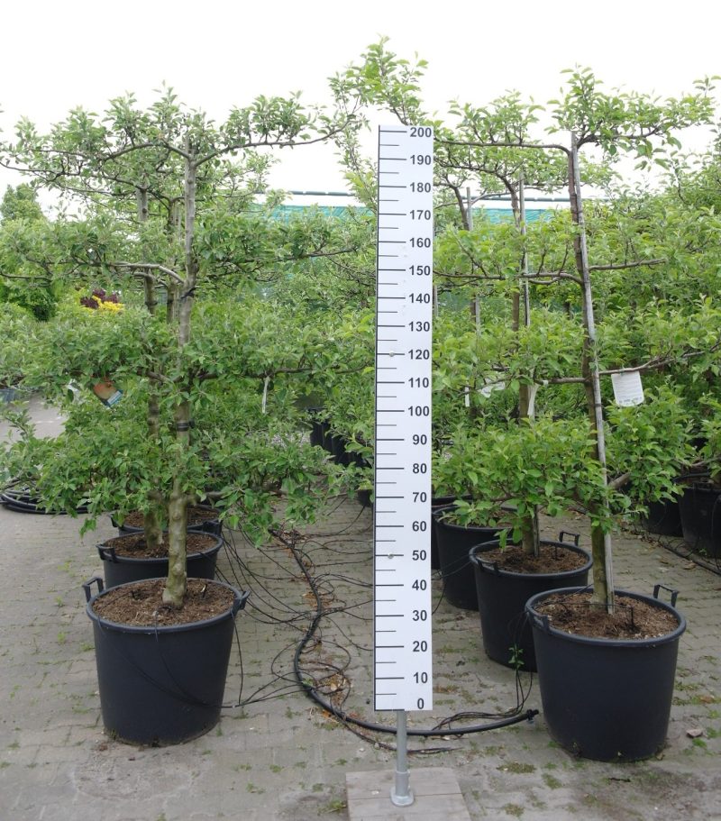 Prunus domestica 'Regina Claudia Gialla' Lei Pruimenboom