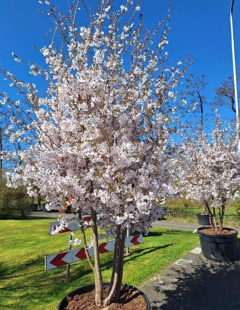 Prunus 'the Bride' - sierkers