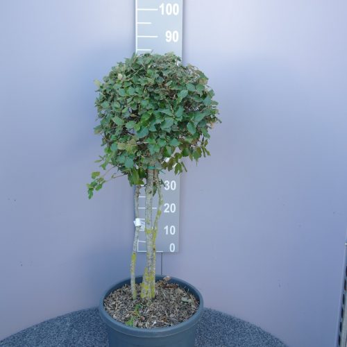 Quercus ilex meerstammig